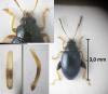 Psylliodes napi